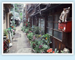 The International Institute of Japanese language